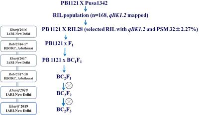 Fine mapping of qBK1.2, a major QTL governing resistance to bakanae disease in rice